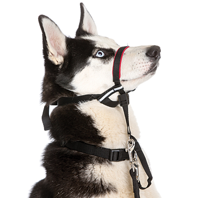 Dog halti 2025 head collar